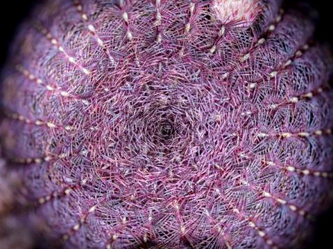 Echinocereus rubispinus Stock Photos