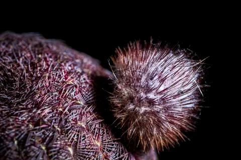 Echinocereus rubispinus Stock Photos