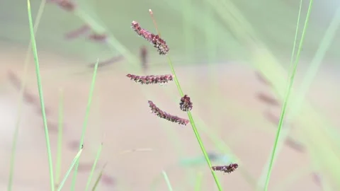 Echinochloa colona grass. Stock Footage 319921253