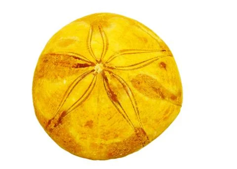 Echinoderm from ancient ocean Stock Photos