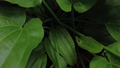 Echinodorus cordifolius, the spade-leaf sword or creeping burhead aquatic plants Stock Footage 200449802
