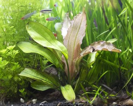 Echinodorus Red Special Stock Photos
