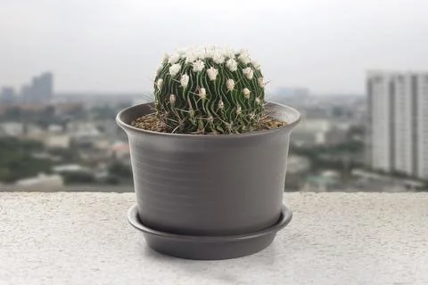 Echinofossulo cactus pot Foto stock