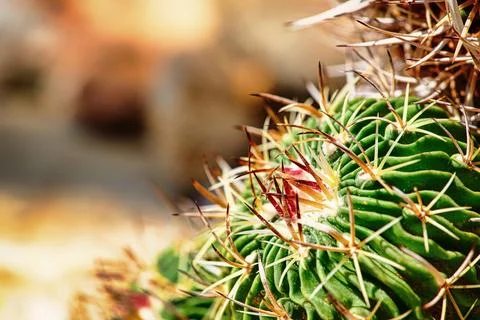 Echinofossulocactus Stenocactus with sharp spines and flower bud, macro Stock-Fotos