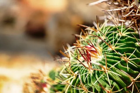 Echinofossulocactus Stenocactus with sharp spines and flower bud, macro Photos