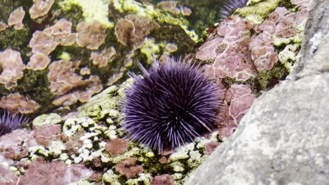 Echinoidea Stock Footage 264613228