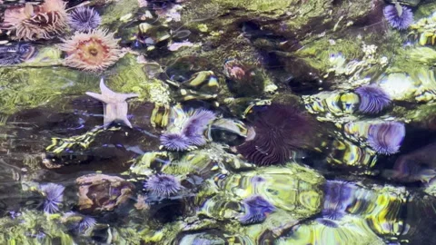 Echinoidea Stock Footage 264613249