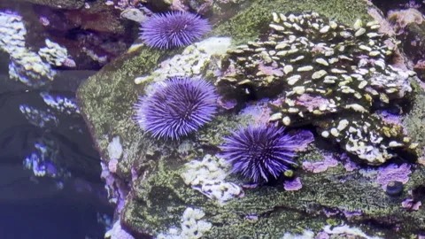 Echinoidea Stock Footage 264613292