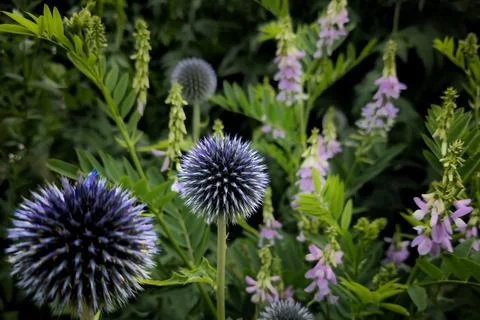 Echinops bannaticus Stock Photos