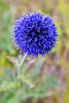 Echinops ( Echinops) close-up Stock Photos