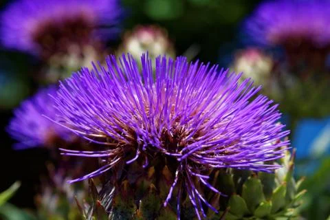 Echinops exaltatus Stock Photos