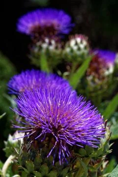 Echinops exaltatus Stock Photos