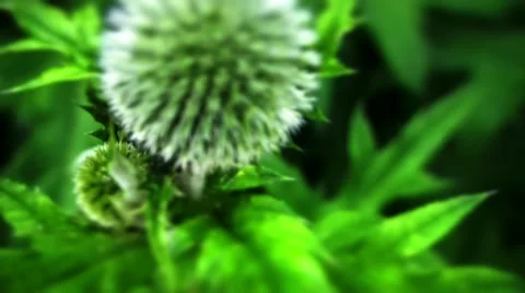 Echinops Stock Footage 10824567