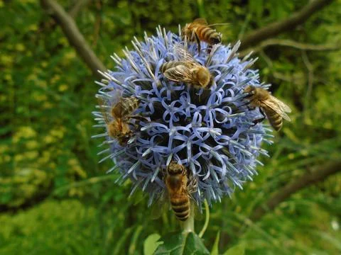 Echinops (globe thistle) and bees in the garden - macro Stock Photos