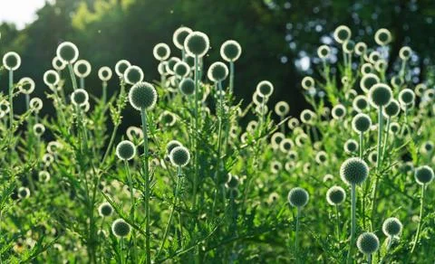Echinops or thistle. Round and spiky flowers of Echinops. Stock Photos