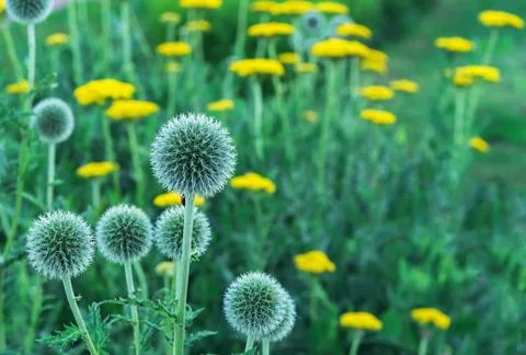 Echinops or thistle. Round and spiky flowers of Echinops. Stock Photos