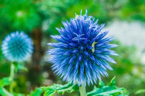 Echinops Stock-Fotos