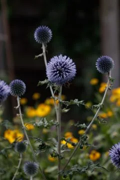 Echinops Stock Photos
