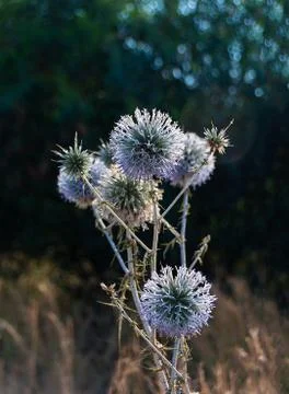 Echinops ritro in bloom Stock Photos
