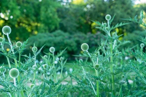Echinops ritro or Globe thistle blooming in the summer garden. Stock Photos