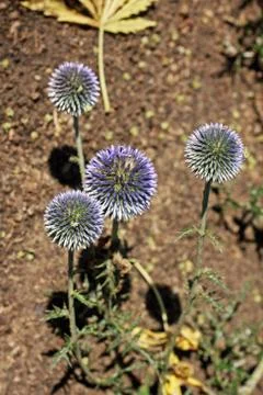 Echinops ritro, or small globe thistle, is incredibly ornamental in or out of Stock Photos