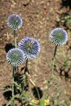 Echinops ritro, or small globe thistle, is incredibly ornamental in or out of Stock Photos
