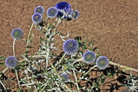 Echinops ritro, or small globe thistle, is incredibly ornamental in or out of Stock Photos