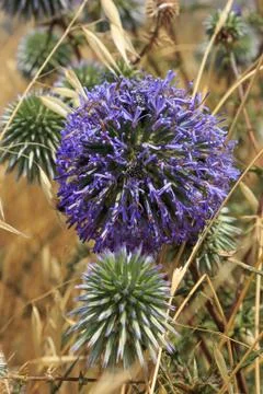 Echinops Ritro Stock Photos