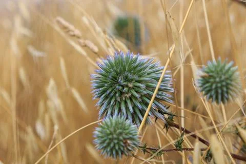 Echinops Ritro Stock Photos