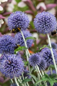 Echinops ritro Stock Photos