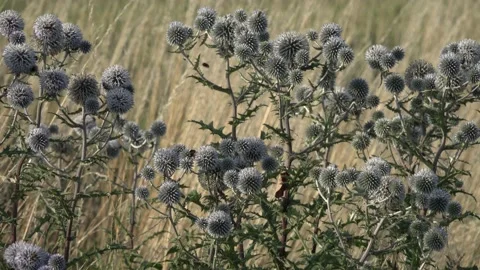 Echinops sphaerocephalus, globe thistle flowers meadow Stock Footage 159367216