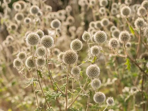 Echinops sphaerocephalus Stock Photos