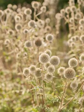 Echinops sphaerocephalus Stock Photos