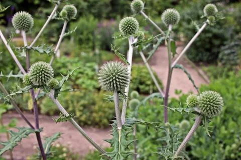 Echinops sphaerocephalus Stock Photos