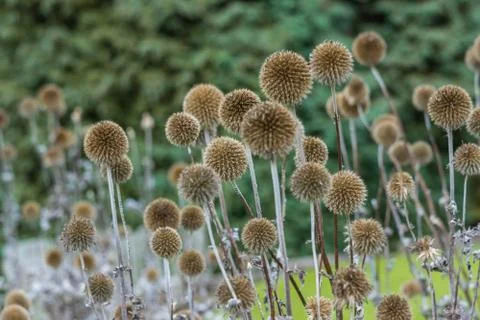 Echinops Sphaerocephalus,Close up view of Thistle field. Stock Photos