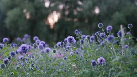 Echinops sphericalus. A closeup shot of Echinops setifer flowers in a garden. Foto stock