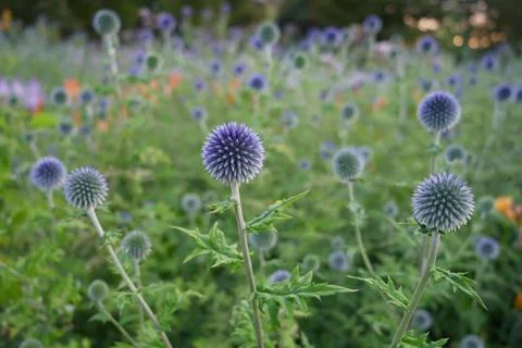 Echinops sphericalus. A closeup shot of Echinops setifer flowers in a garden. Stock Photos
