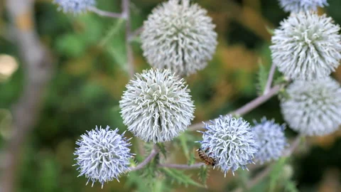 Echinops in the wild the bee flies over these plants Stock Footage 201488380