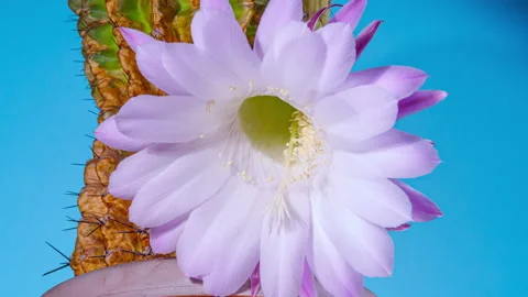 Echinopsis Cactus Flower Blooming in Time Lapse on a Blue Background. White.. Stock Footage 280554042