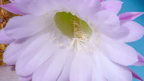Echinopsis Cactus Flower Blooming in Time Lapse on a Blue Background. White.. Stock Footage 287503680