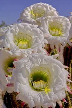 Echinopsis Cactus flowers Stock Photos