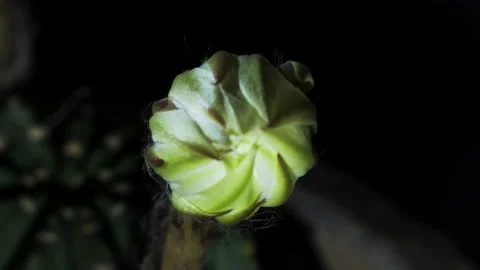 Echinopsis Cactus Opening. Macro close frontal of up of decorative white Stock Footage 154120075