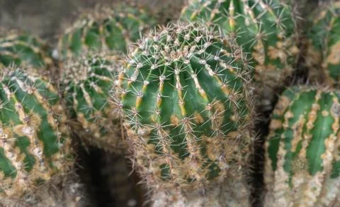 Echinopsis Eyriesii cactus close up. Stock Photos