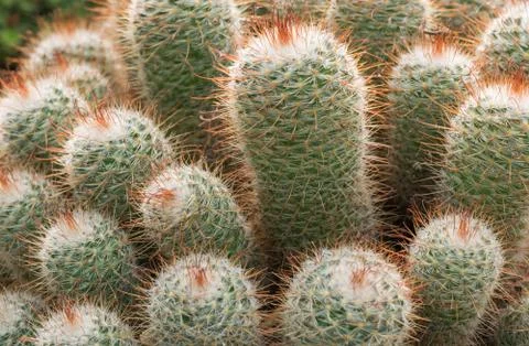 Echinopsis Eyriesii cactus close up. Stock Photos