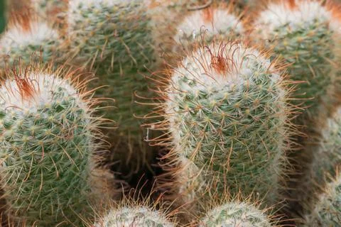 Echinopsis Eyriesii cactus close up. Stock Photos