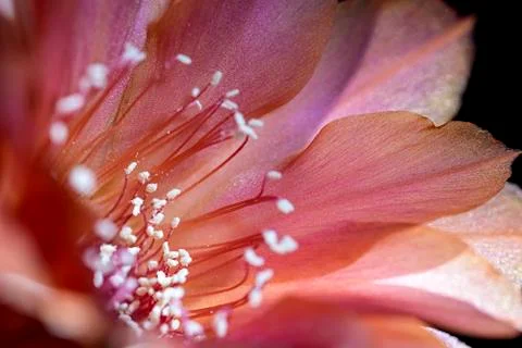 Echinopsis flower Fotos de archivo