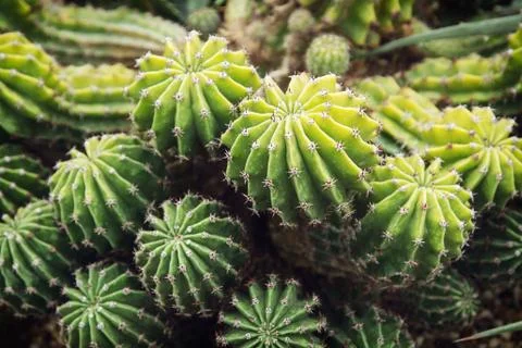 Echinopsis obrepanda cactus Stock Photos