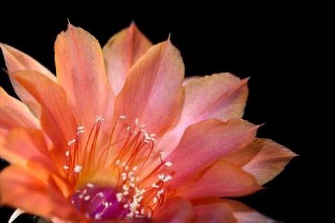 Echinopsis Stock Photos