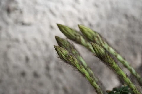Echinopsis subdenudata buds Stock Photos