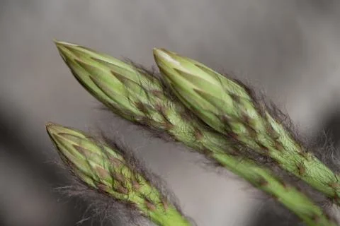 Echinopsis subdenudata buds Stock Photos